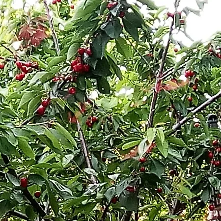 Un Ecrin De Verdure Dans La Ville Corbeil-Essonnes